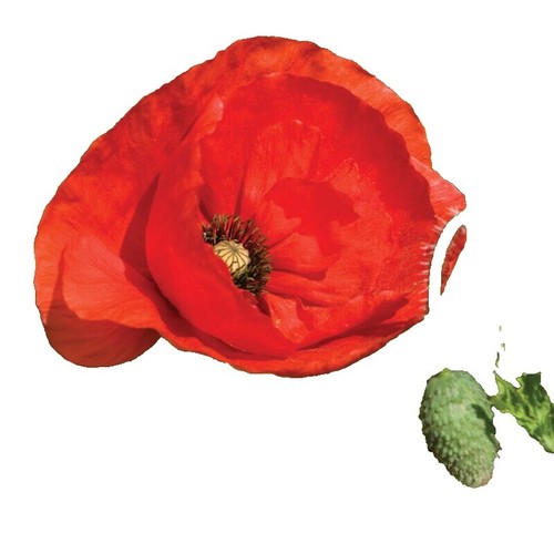 Artificial Poppies Flowers Gorgeous Silk Papaver Rhoeas Flocking Stem Bouquet - Foto 10
