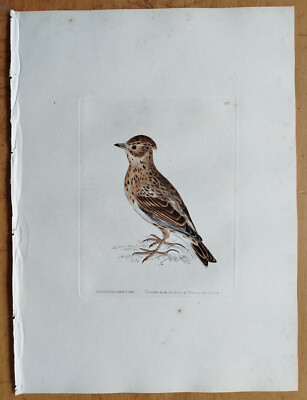Less Crested Lark - Lewin Original Colored Print Folio -  1795