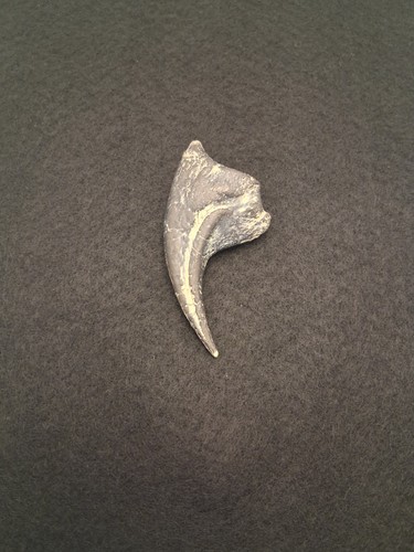 Dinosaurs Rock Allosaurus Small Manus Claw Replica Fossil Display Piece