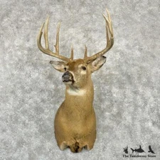 #29018 E | Whitetail Deer Taxidermy Shoulder Mount For Sale