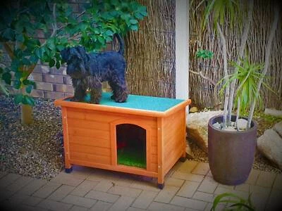 portuguese water dog gumtree