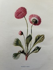 Antique Print Double Daisy c.1910 Botanical Garden Flowers Wildflowers F E Hulme