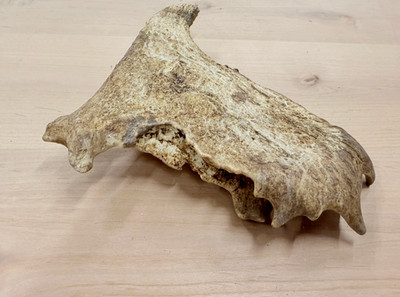 real fallow deer antler crafts rustic antlers art gift decor home rustic cabin