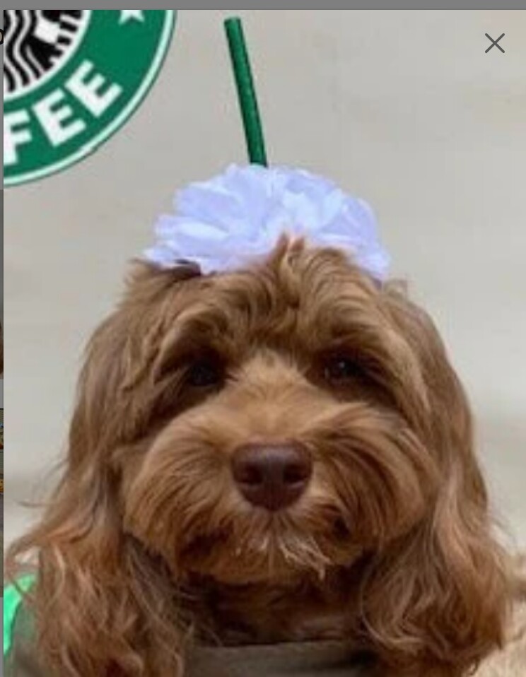 NEW frappuccino coffee Dog Halloween Costume headpiece handmade