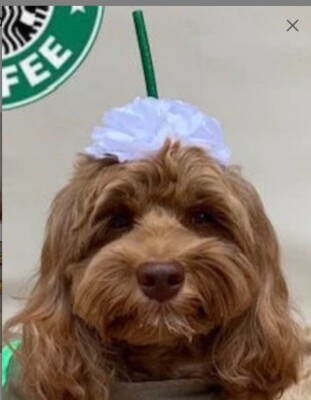 NEW frappuccino coffee Dog Halloween Costume headpiece handmade