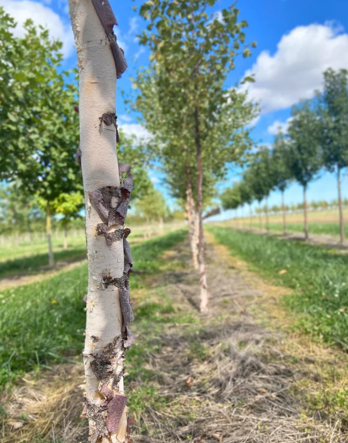 Речная береза (один стебель) – живое дерево в горшке на четверть (высота 12–18 дюймов) - Изображение 2 из 4