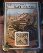 Diamondback Rattlesnake Taxidermy educational trading card display.