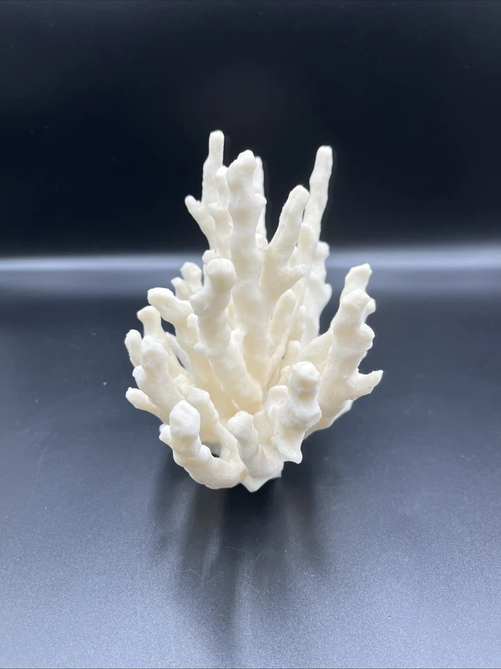 Sonoma Life & Style Decorativo Imitación Rama Bush Coral Costero Crema Foto 4 de 4