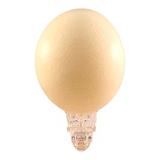 Ostrich Egg Shell Blank for Crafts Decoration Painting Empty