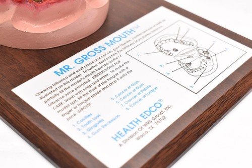 Mr. Gross Mouth Health Edco tabacco senza fumo modello con cerniera dentale con scatola - Foto 5 di 18