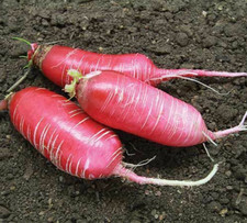 Rábano Gigante Rojo ROSSO GIGANTE Resistente ORGÁNICO 50 SEMILLAS Reliquia No OGM Semillas del Reino Unido
