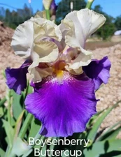 x3 Tall Bearded Iris Rhizomes ~ "BOYSENBERRY BUTTERCUP" ~ FREE SHIPPING