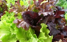 Gourmet Salad Blend Lettuce Seeds 500+ Vegetable Garden NON-GMO US FREE SHIPPING