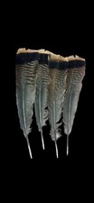 Wild Turkey Merriam Tail   Feathers With Quill SET OF FOUR Feathers Art Craft