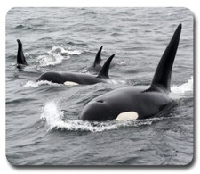 ORCA Killer Whale Pod ~ Mouse Pad / PC Mousepad ~ Ocean Sea Marine Mammals Gift