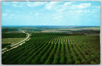 Aerial View Atop Citrus Tower, Citrus Field, Florida - Postcard