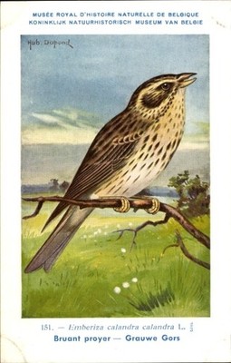 Künstler Ak Dupond, Hub., Emberiza calandra, Grauammer - 4816725