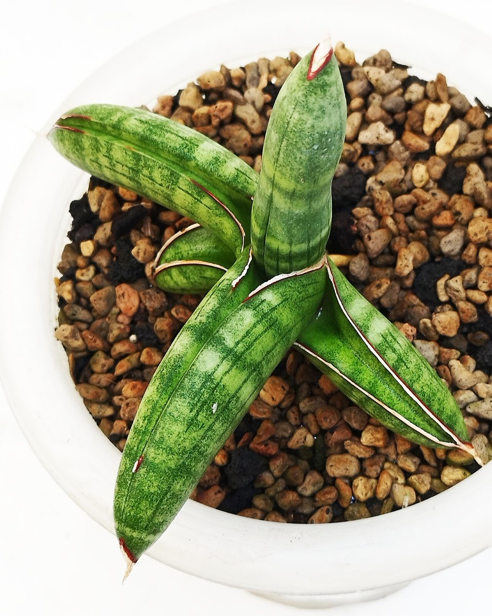 72 希少良型 Sansevieria eilensis Lav.10178 サンスベリア