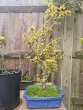 Unique  Acer palmatum 'Shishigashira' Bonsai Tree in 20cm Blue Ceramic Pot 