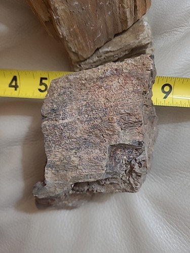 Four pieces of petrified wood unpolished - Picture 18 of 19
