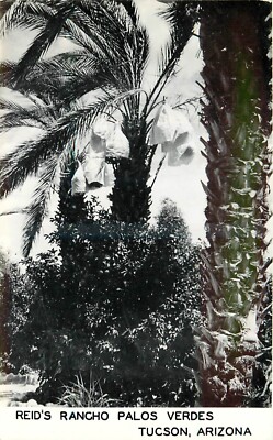1940s Tucson Arizona Reid's Rancho Palos Verdes Date Palms RPPC Postcard 25-4878