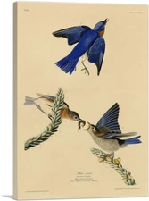 ARTCANVAS Blue Bird Canvas Art Print by John James Audubon