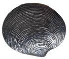 Silver Clam Brooch