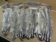 Tanned Semi-Hvy Badger Hide/Fur/Taxidermy/Free ship/Trapping/Pelts