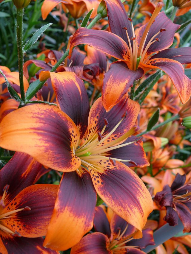 5 Lilium Forever Susan Summer Flower Garden Perennia Lily Flower Bulbs ...
