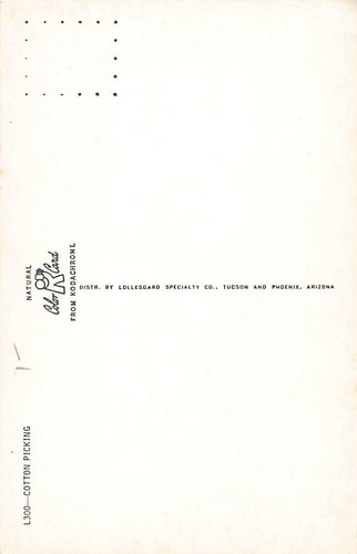 Postcard Picking Cotton - Picture 2 of 2