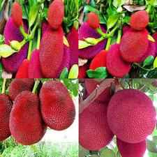 Jackfruit Live RED Fruit Plant Tree Ready To Plant Artocarpus Heterophyllus