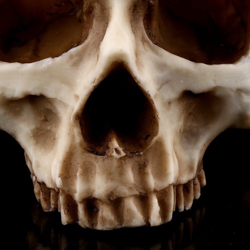 1pc Resin Skull Head Design Flower Pot Planter Container Decoration DIY Gift - Picture 6 of 11