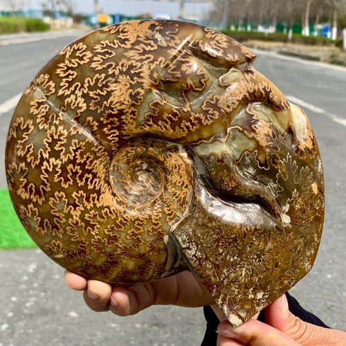 3.74LB Rare! Natural Tentacle Ammonite FossilSpecimen Shell Healing Madagascar - Picture 21 of 24