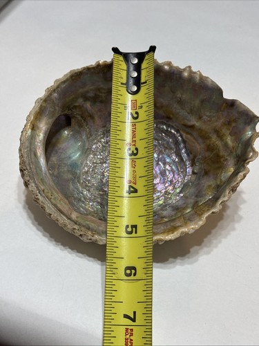 Large Red Abalone Shell Natural Polished 6”x5.5” Jewelry Dish - Picture 9 of 10