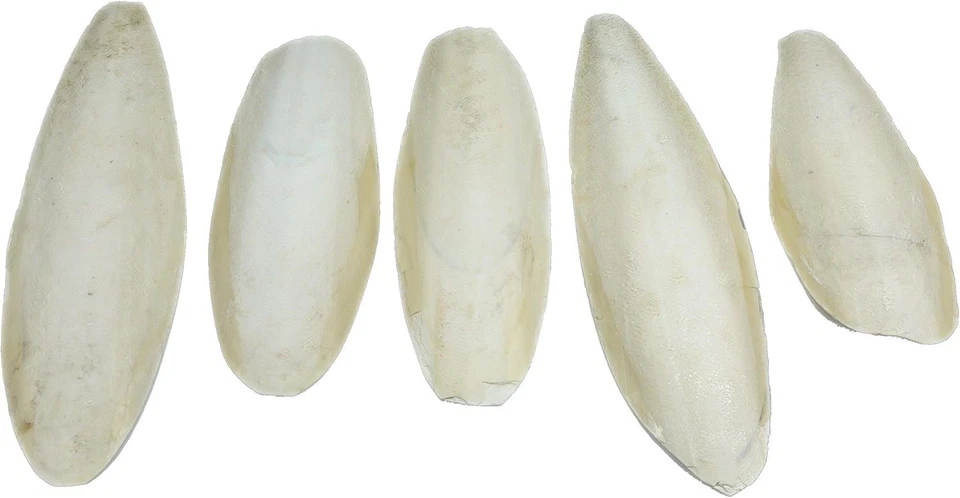 Natural Cuttlefish - 5 Count Pack for Birds and Reptiles (5.5-8in) - Image 3 of 4