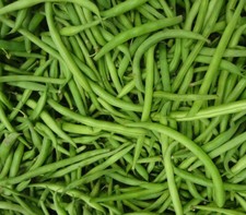 Burpee Stringless Green Bean Seeds, 1/4 LB, NON-GMO, FREE SHIPPING