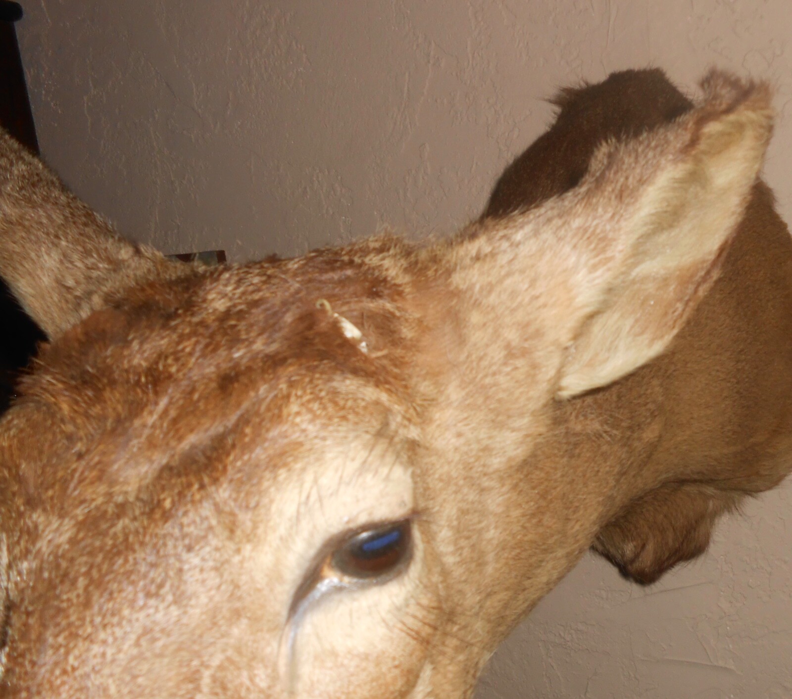 Whitetail deer taxidermy antlerless shoulder mount