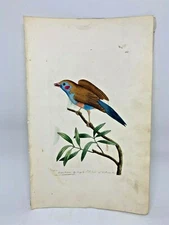Blue-bellied Finch - 1783 RARE SHAW & NODDER Hand Colored Copper Engraving