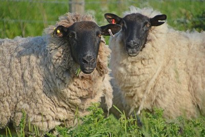 Photo 12x8 Newport District : Grassy Field & Sheep Gold Cliff Two sheep gr c2017