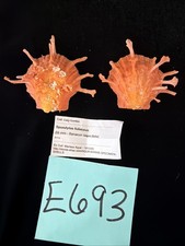 Spondylus Foliaceus 69mm Philippines F+++ 2017 (E693)