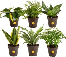 Live Indoor House Plants 6-Pack , Hand Selected Easy to Maintain Indoor Asso...