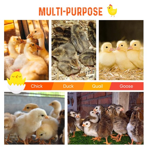 Chick Brooder Heating Plate Warmer Chicken Coop Brooding Heater Poultry Duckling - Picture 36 of 61