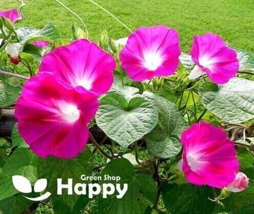 CLIMBING FLOWERS - Vines - Thunbergia Morning Glory Sweet Pea - Flower seeds - Picture 64 of 121