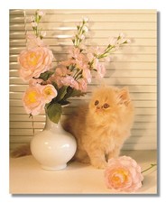 Playful Kitten with Peach Roses Wall Picture Framed Art Print