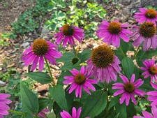 1 gram Echinacea Purpurea Seeds/Purple Coneflower/Native Eastern US/Host Plant