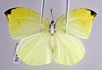 PI5174. Insects, butterflies: Pieridae sp. North Vietnam.
