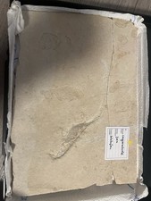 Original Fossil – Langarmkrebs (Mecochirus longimanus) – Solnhofen, Oberjura