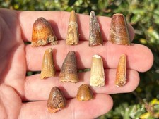 Spinosaurus & Crocodile Teeth Fossils LOT OF 10 Kem Kem Theropod Dinosaur