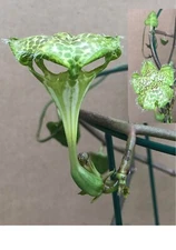 Ceropegia Sandersonii: Umbrella, Parachute Live plant!