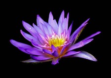 Ceramic Backsplash Tile Mural Real Life Kitchen/Bathroom - Purple Lilly 1